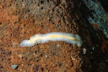 Kromodoris Lochi Çıplak Filipinler