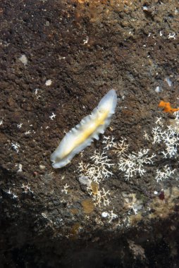 Kromodoris Lochi Çıplak Filipinler