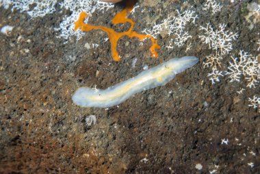 Kromodoris Lochi Çıplak Filipinler