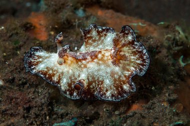 Kromodoris Lochi Çıplak Filipinler