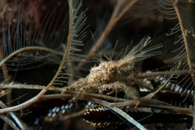 Kromodoris Lochi Çıplak Filipinler