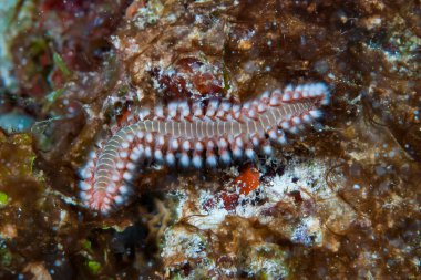 Kromodoris Lochi Çıplak Filipinler