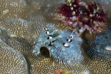 Kromodoris Lochi Çıplak Filipinler