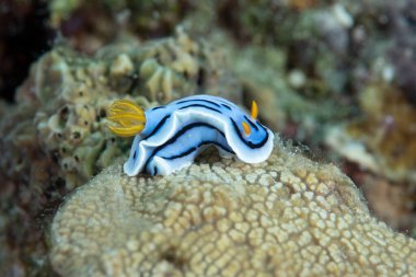 Kromodoris Lochi Çıplak Filipinler