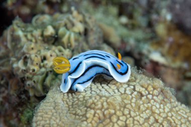 Kromodoris Lochi Çıplak Filipinler