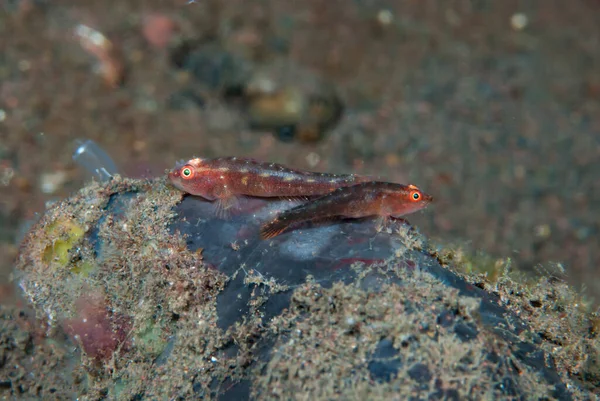 Yaygın Ghostgoby Pleurosicya mossambica
