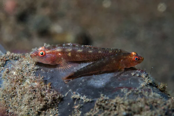 Yaygın Ghostgoby Pleurosicya mossambica