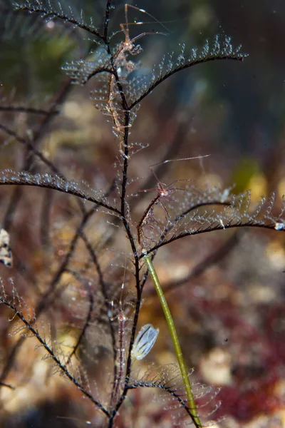 Hayalet İskelet Karides Kapsülü