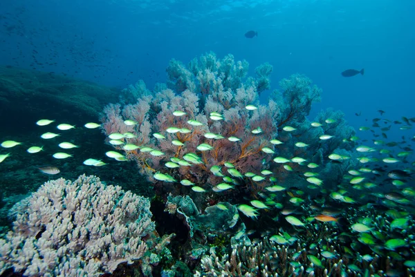 Tropikal Mercan Resifi Sualtı Manzarası