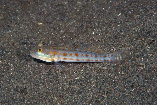 Portakal lekeli uykucu Goby Valenciennea puellaris