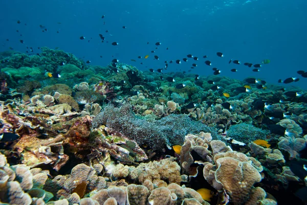 Bicolor Chromis Chromis margaritifçisi