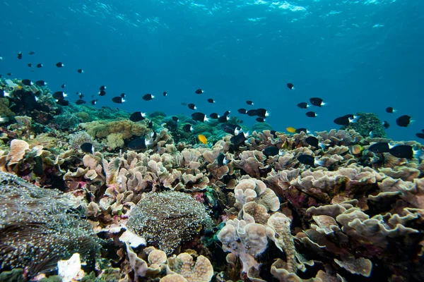 Bicolor Chromis Chromis margaritifçisi