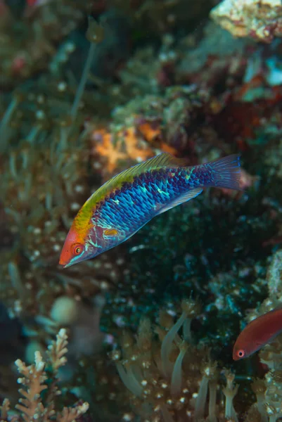 Sarı yüzgeçli peri Wrasse Sirhilabrus flavidorsalis
