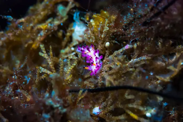 Aegires villosus Çıplaklık Endonezya