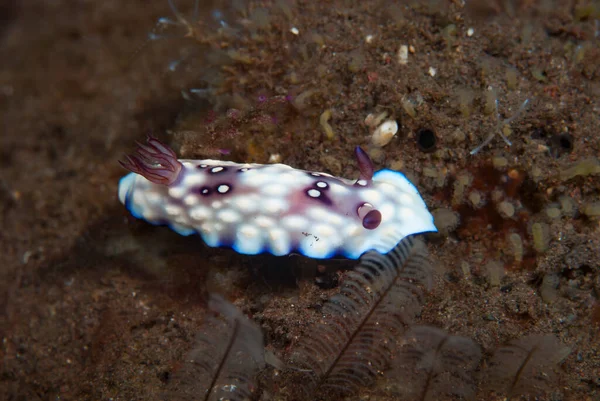 Goniobranchus hintuanensis Çıplaklık Endonezyası
