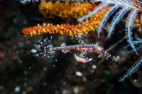 Süslü Hayalet Boru Balığı Solenostomus paradoksu