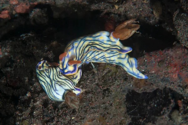 Hypselodoris zephyra Çıplak Endonezya