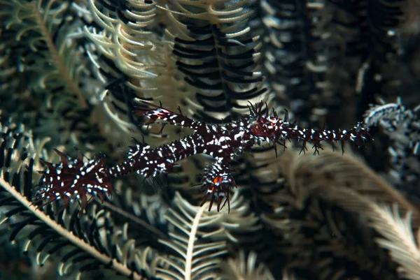 Süslü Hayalet Boru Balığı Solenostomus paradoksu