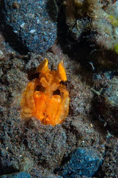 Mantis Karidesi Lysiosquilloides Mapia