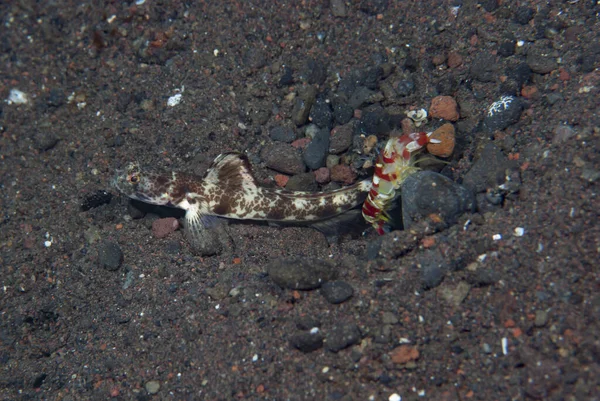 Benekli karides-goby Tomiyamichtys oni