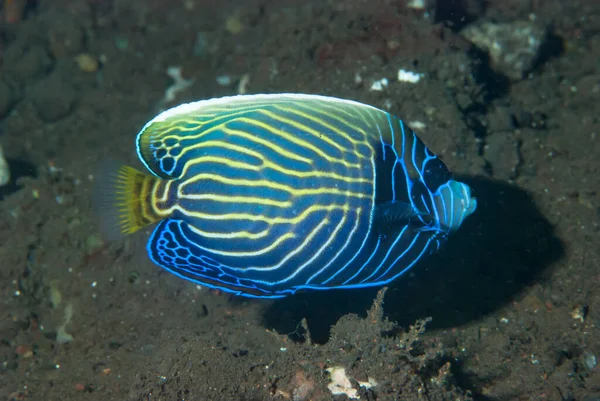 İmparator Melek Balığı Pomacanthus İmparatoru