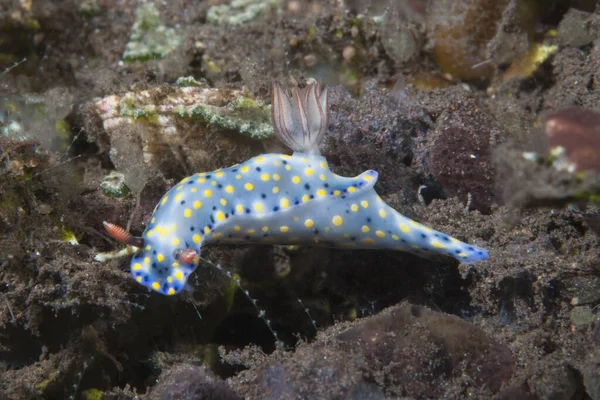 Hypselodoris Infucata Çıplak Endonezya