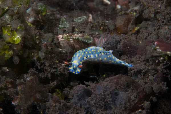 Hypselodoris Infucata Çıplak Endonezya