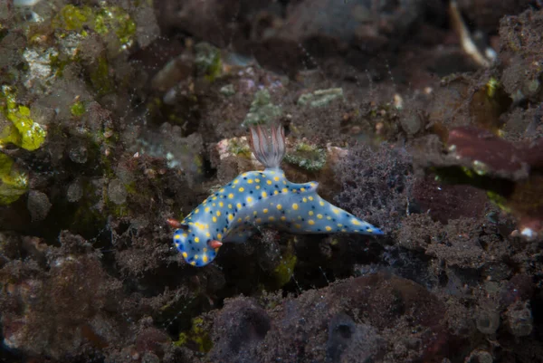 Hypselodoris Infucata Çıplak Endonezya