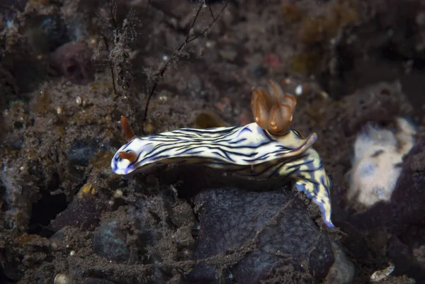 Hypselodoris zephyra Çıplak Endonezya