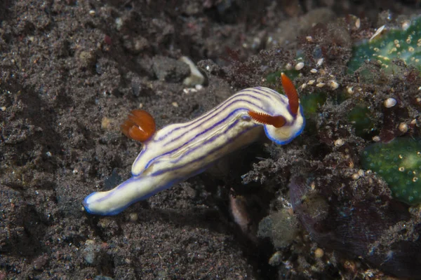 Hypselodoris whitei Nudidal Endonezya