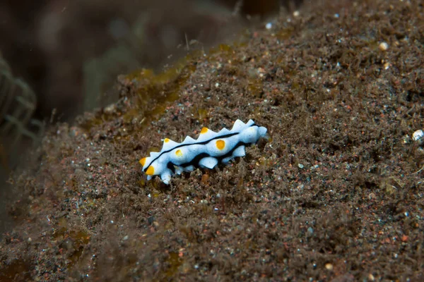 Bohadschia graeffei Deniz hıyarı Juvenile