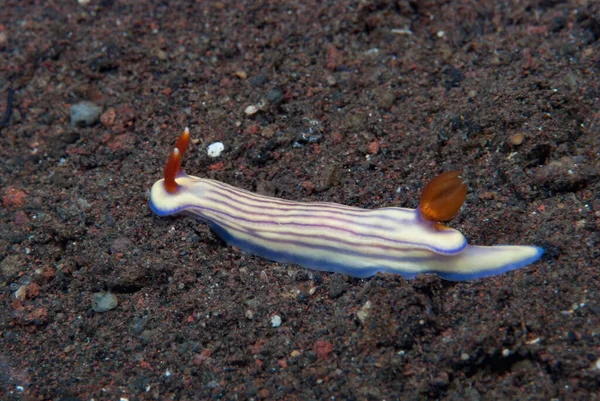 Hypselodoris whitei Nudidal Endonezya
