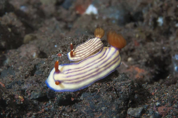 Hypselodoris whitei Nudidal Endonezya