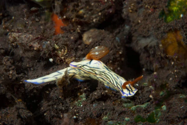 Hypselodoris whitei Nudidal Endonezya