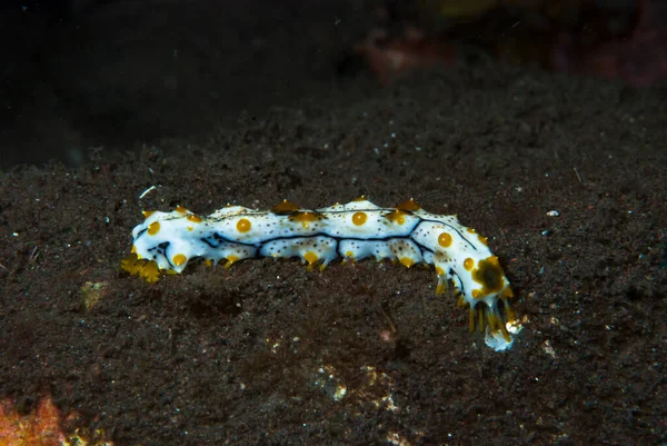 Su fışkırtan Bohadschia graeffei genç