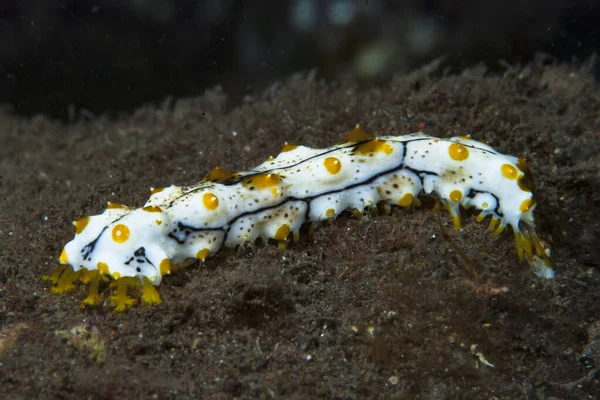 Su fışkırtan Bohadschia graeffei genç