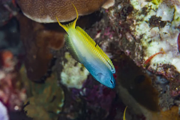 Göz Kemerli Harptail Blenny Meiacanthus atrodorsalis