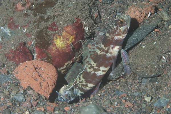 Turuncu Benekli Karides Goby Psilogobius Prolatus