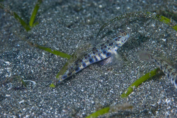 Karides-Goby Vanderhorstia sp.