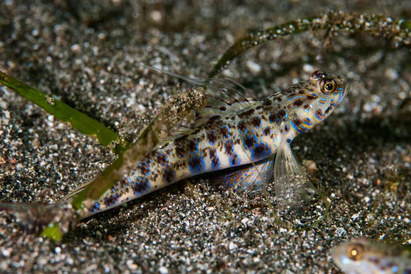 Karides-Goby Vanderhorstia sp.