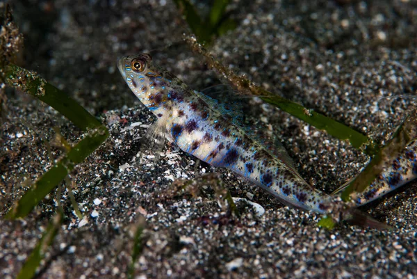 Karides-Goby Vanderhorstia sp.