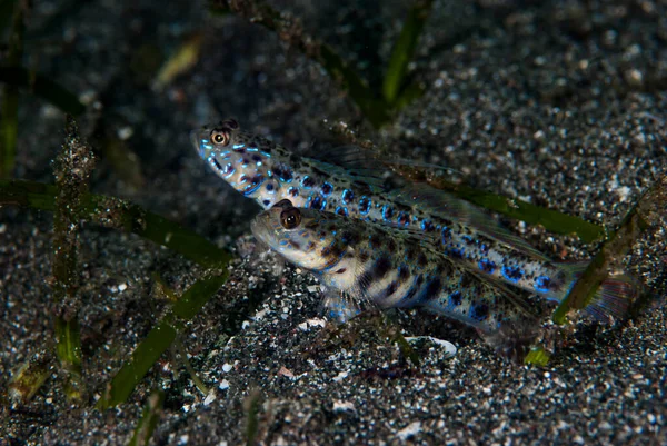 Karides-Goby Vanderhorstia sp.