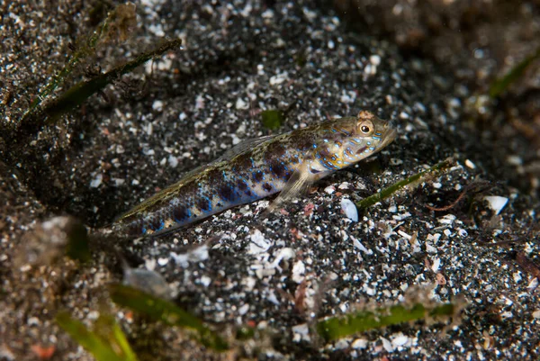 Karides-Goby Vanderhorstia sp.