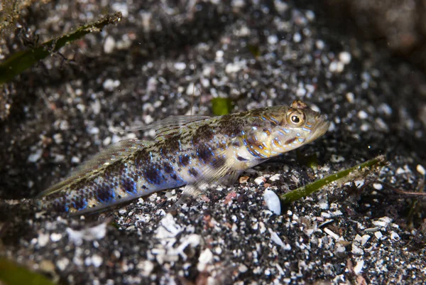 Karides-Goby Vanderhorstia sp.