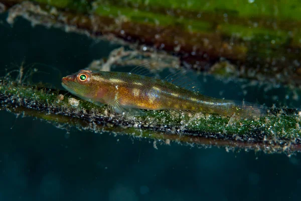 Yaygın Ghostgoby Pleurosicya mossambica