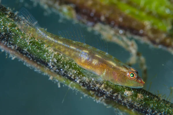 Yaygın Ghostgoby Pleurosicya mossambica