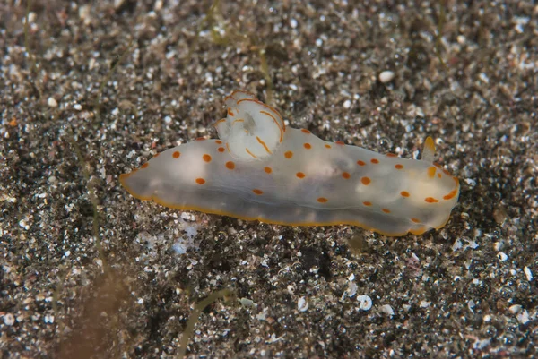 Gymnodoris ceylonica Çıplak Endonezya