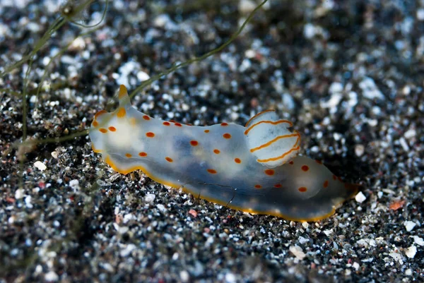 Gymnodoris ceylonica Çıplak Endonezya