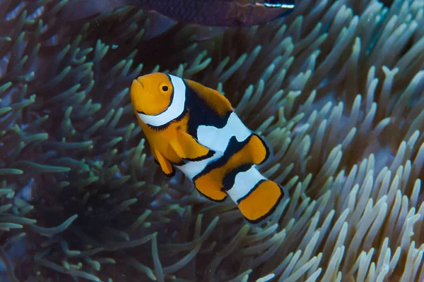 Doğu Amphiprion Perküla Balığı