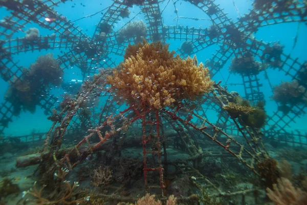 Mercan resifi rehabilitasyon programı Biorock Pemuteran Bali